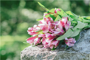 Stiftung Dauergrabpflege 